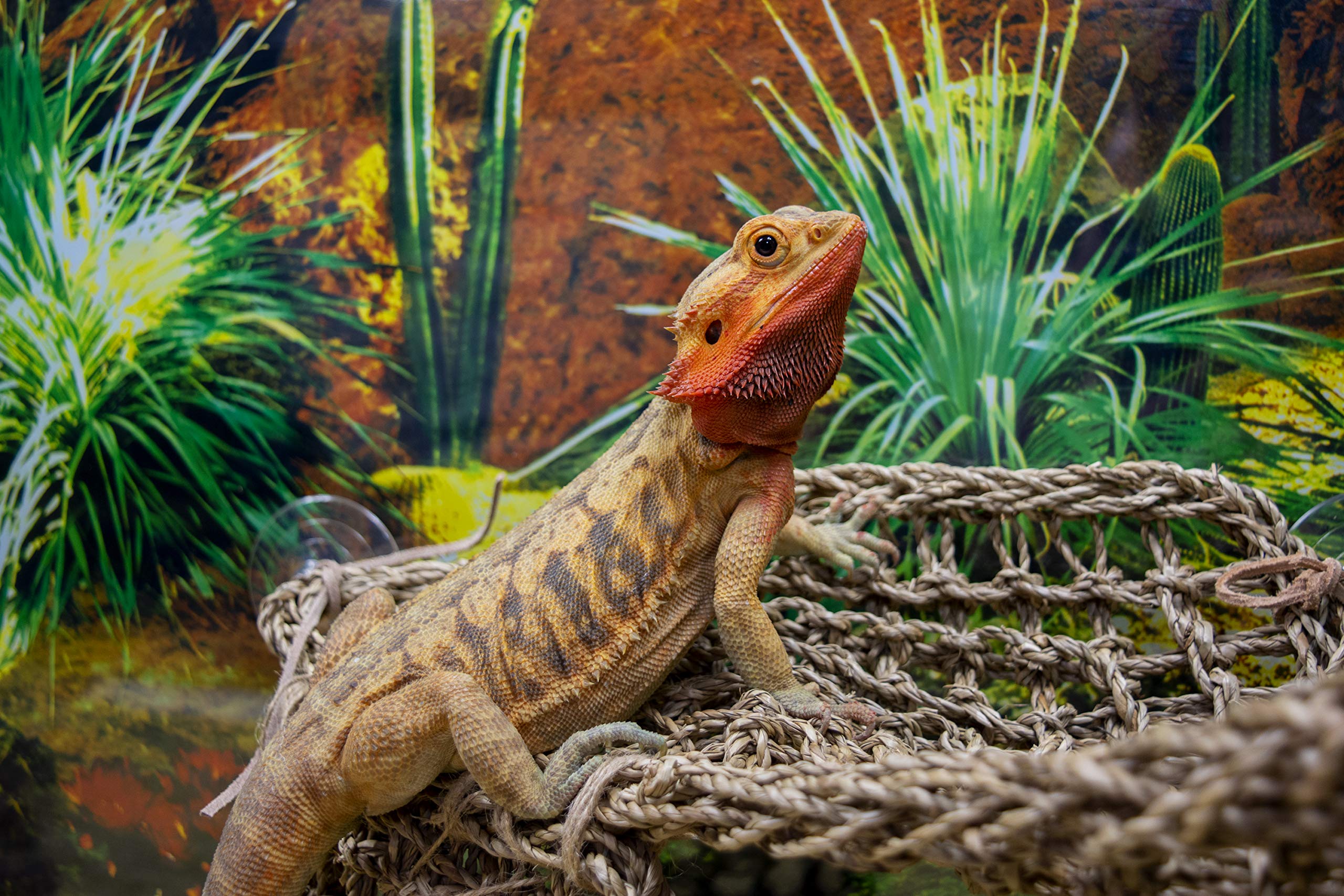 Penn-Plax Reptology Lizard Lounger Corner Triangle with Ladder– 100% Natural Seagrass Fiber – Great for Bearded Dragons, Anoles, Geckos, and Other Reptiles – Large