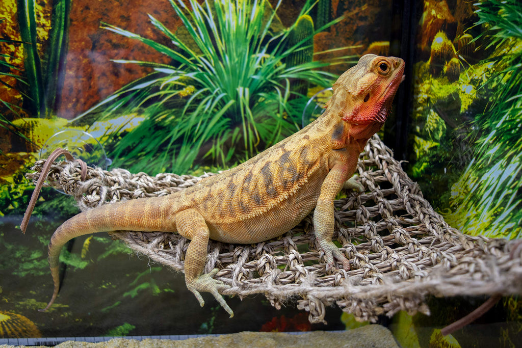 PENN-PLAX Reptology Lizard Lounger Corner Triangle – 100% Natural Seagrass Fiber – Great for Bearded Dragons, Anoles, Geckos, Iguanas, and Other Reptiles – Smal